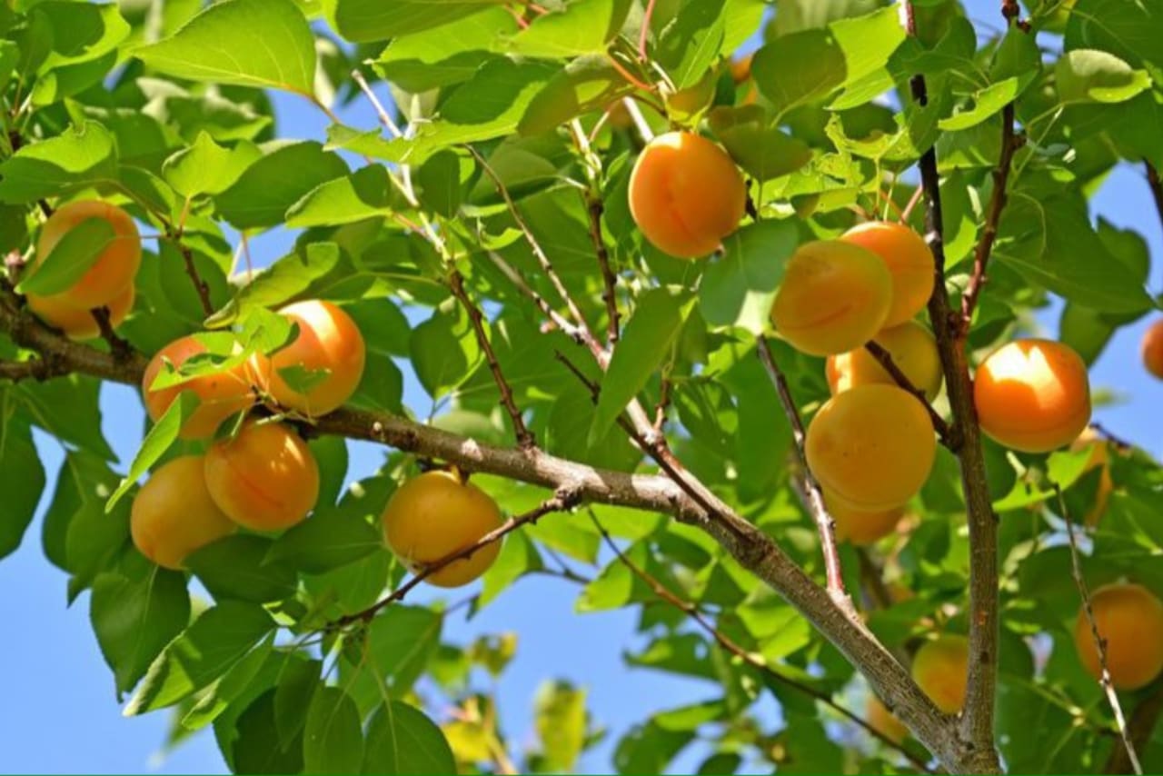 Damasco deshidratado