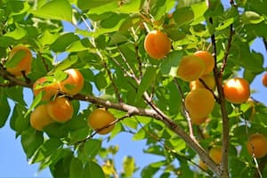 La fruta que podés consumir en infusiones y previene los problemas de visión