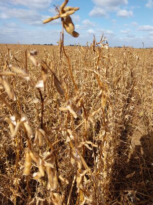 El daño del granizo en la soja de Llorente