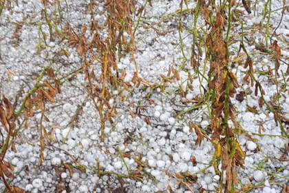 El daño en el cultivo de la soja