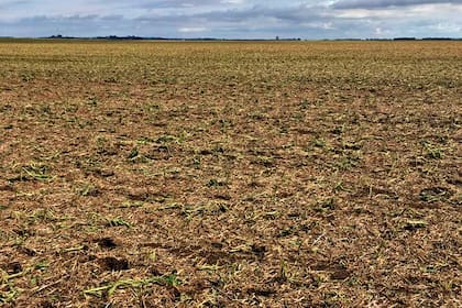 Fuertes pérdidas en Intendente Alvear, La Pampa