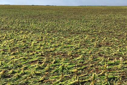 El daño provocado por el granizo en Intendente Alvear, La Pampa