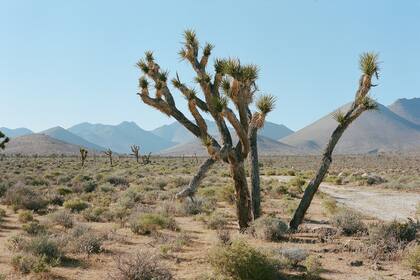 El Death Valley, al sureste de California, es uno de los puntos que registran el calor más extremo en todo el planeta