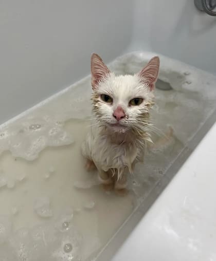 El débil animal era una gata que se aferraba a la vida.