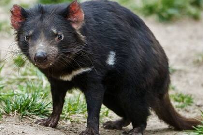 El demonio de Tasmania es víctima de una forma particular de cáncer, transmisible de un individuo a otro
