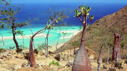 El dendrosicyos socotrana es conocido como “árbol pepino"