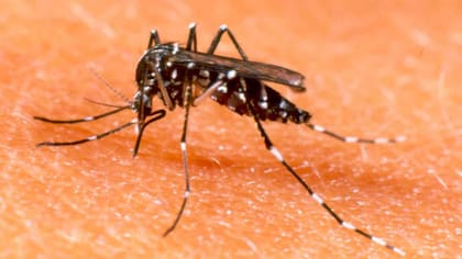 El mosquito Aedes aegyptie es el vector transmisor del virus zika, entre otros