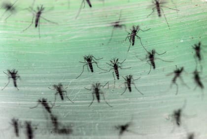 El dengue se transmite a través de la picadura de un mosquito Aedes aegypti infectado (Foto: Reuters/Ma Qiang)