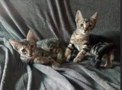 El denunciado adoptaba cachorros de muy poca edad o madres con crías