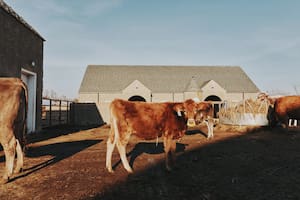 Una persona se infectó de gripe aviar tras un contacto con vacas de tambo en Estados Unidos