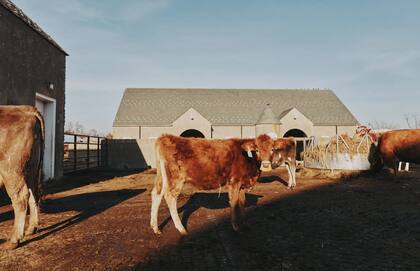 El Departamento de Agricultura de Estados Unidos anunció la semana pasada que se había confirmado la presencia de un virus de gripe aviar en rebaños lecheros de Texas y Kansas, y después en otro rebaño de Michigan