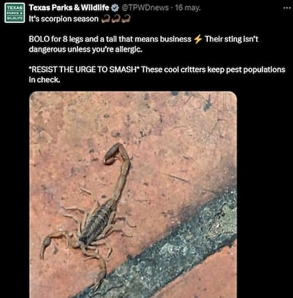 El Departamento de Parques y Vida Silvestre de Texas advierte sobre la temporada de escorpiones