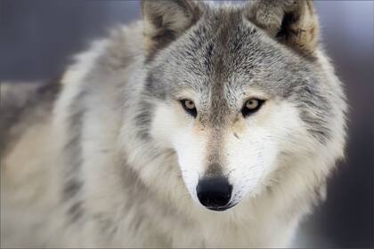 El depredador que fue visto en Los Ángeles tras un siglo de ausencia presenta distintos colores y tamaños