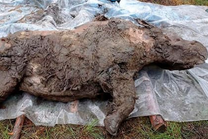 El derretimiento del permafrost en Rusia permitió que arqueólogos encuentren el cuerpo de un rinoceronte lanudo conservado en un 80%