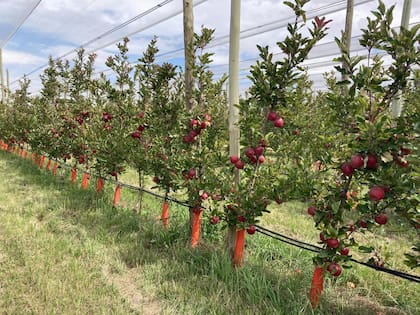 El desarrollo de Kissabel abre un nuevo segmento de alto valor para la producción argentina