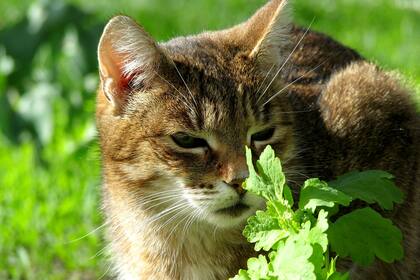 El desarrollo de la enfermedad depende de factores como la raza, las condiciones en las que vive y la genética que tenga el animal
