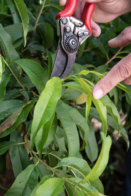 El desbrotado se puede realizar en cualquier época del año