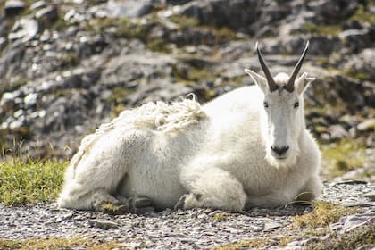 El descanso del carnero.