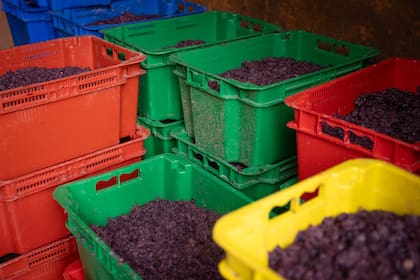 El descarte sirve para compost.