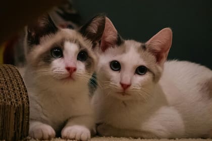 El descenso de la temperatura corporal y la falta de higiene personal señalan el agotamiento orgánico de la mascota durante sus últimos días