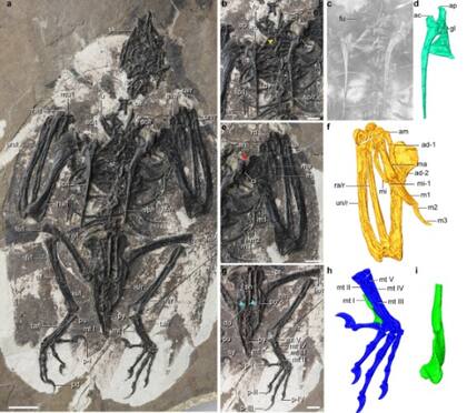 El descubrimiento de este fósil revolucionó la forma de entender la evolución de estas especies.