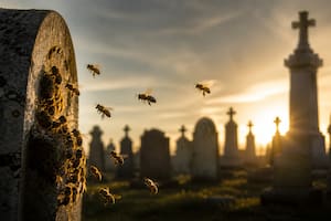 Más de 5 millones de insectos anidan bajo tierra en un cementerio en Nueva York