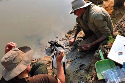 El descubrimiento de trozos de madera antigua a orillas de un río en Zambia