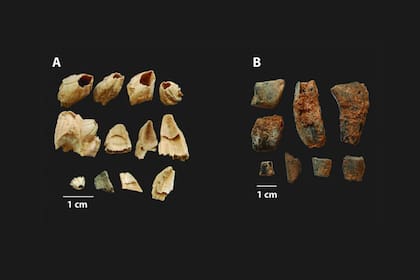 Restos descubiertos de crustáceos en la Gruta da Figueira Brava.