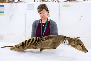 Extraen material genético funcional de un animal que se extinguió en el siglo XX