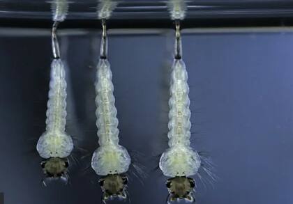 El deseo de los animales es asegurar su descendencia (Foto: BBC)