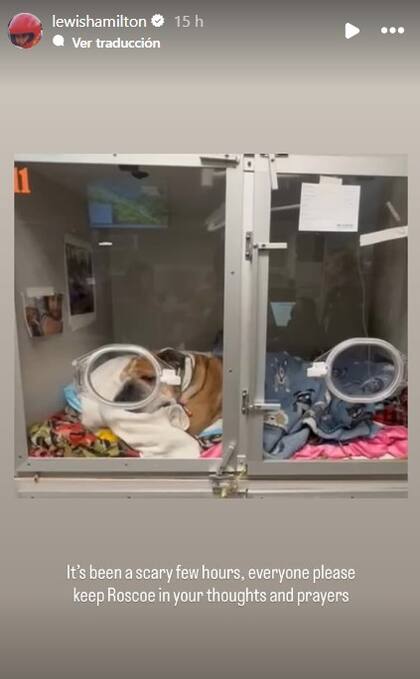 El desesperado pedido de Lewis Hamilton por el estado de salud de su mascota