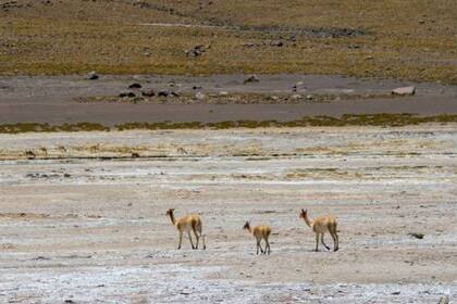 El desierto de Atacama es el más árido del mundo