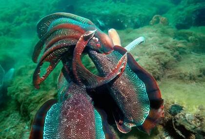 El desove masivo fue un fenómeno marino relativamente desconocido hasta principios de la década de 2000