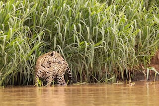 Qué se sabe de los dos yaguaretés desaparecidos