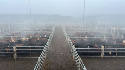 El detalle de este martes fue 616 novillos; 1229 novillitos; 1142 vaquillonas; 1957 vacas; 200 conservas, y 125 toros