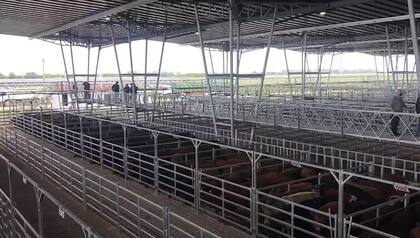 El detalle de la venta de este viernes fue 729 novillos; 1873 novillitos; 1942 vaquillonas; 2657 vacas; 807 conservas, y 183 toros
