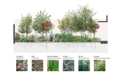 El detalle de las especies seleccionadas para dar vida al jardín y construir un paisaje diverso, de bajo mantenimiento y activo a lo largo del año.