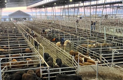 El detalle de venta fue 1031 novillos; 1503 novillitos; 1645 vaquillonas; 1528 vacas; 362 conservas, y 296 toros