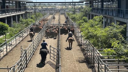 El detalle de venta fue 1084 novillos; 1884 novillitos; 2634 vaquillonas; 3016 vacas; 575 conservas; y 396 toros