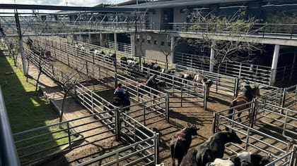 El detalle de venta fue 1130 novillos; 1734 novillitos; 1485 vaquillonas; 1870 vacas; 166 conservas; y 250 toros