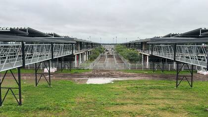 El detalle de venta fue 1138 novillos; 2073 novillitos; 2771 vaquillonas; 2477 vacas; 641 conservas, y 281 toros