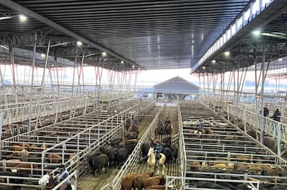 El detalle de venta fue 1170 novillos; 942 novillitos; 1461 vaquillonas; 3920 vacas; 1777 conservas, y 272 toros