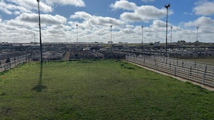 El detalle de venta fue 1226 novillos; 1385 novillitos; 1915 vaquillonas; 2206 vacas; 674 conservas, y 155 toros