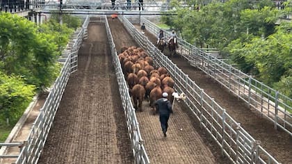 El detalle de venta fue 1234 novillos; 1808 novillitos; 1854 vaquillonas; 2204 vacas; 481 conservas; y 337 toros