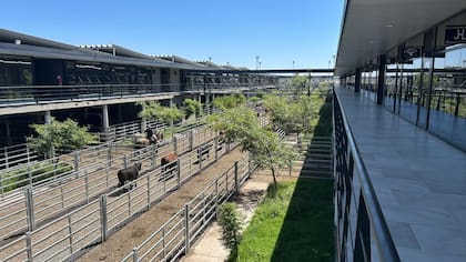 El detalle de venta fue 1244 novillos; 1804 novillitos; 2422 vaquillonas; 2382 vacas; 405 conservas; y 169 toros