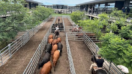 El detalle de venta fue 1420 novillos; 2162 novillitos; 1923 vaquillonas; 2491 vacas; 437 conservas, y 262 toros