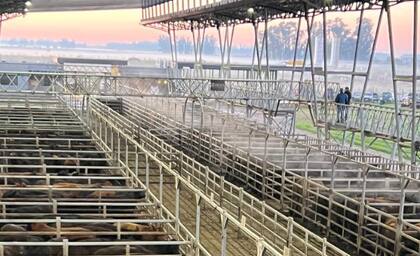 El detalle de venta fue 1551 novillos; 2206 novillitos; 3274 vaquillonas; 3348 vacas; 452 conservas; y 393 toros