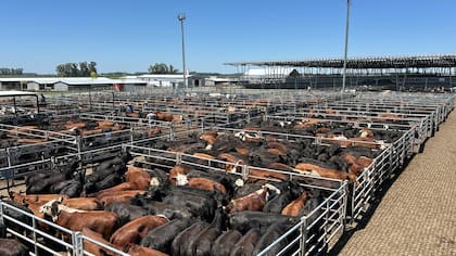 El detalle de venta fue 1721 novillos; 1263 novillitos; 3180 vaquillonas; 1721 vacas; 393 conservas, y 133 toros
