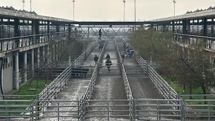 El detalle de venta fue 234 novillos; 704 novillitos; 843 vaquillonas; 926 vacas; 162 conservas; y 177 toros