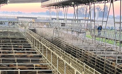 El detalle de venta fue 277 novillos; 690 novillitos; 449 vaquillonas; 697 vacas; 180 conservas, y 27 toros